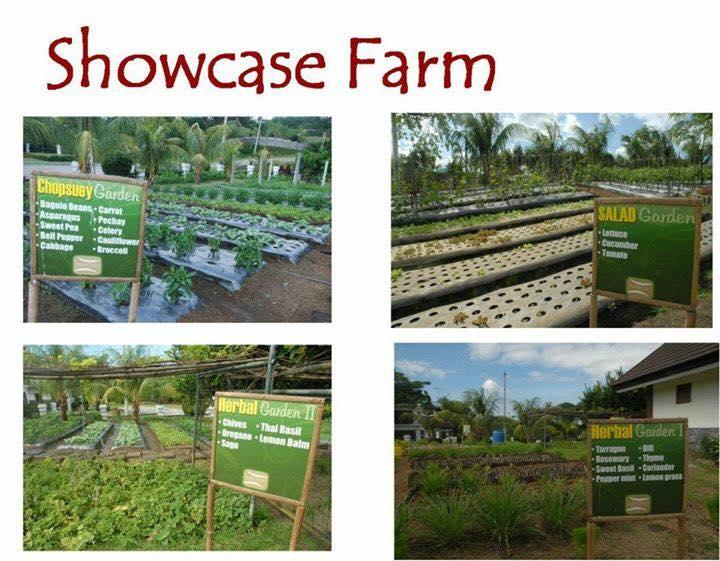 Resale Farm Lot in Tanza Cavite Nusa Dua Farm Estate