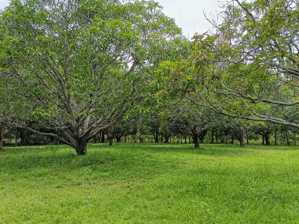 Farm Lot - San Juan Batangas